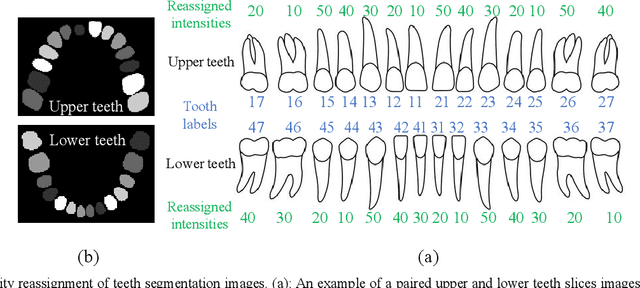 Figure 2 for Construction of unbiased dental template and parametric dental model for precision digital dentistry