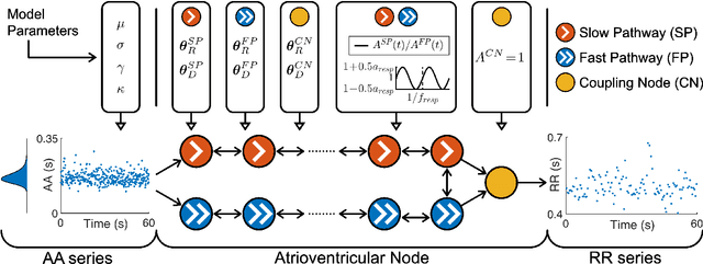 Figure 2 for ECG-based estimation of respiratory modulation of AV nodal conduction during atrial fibrillation