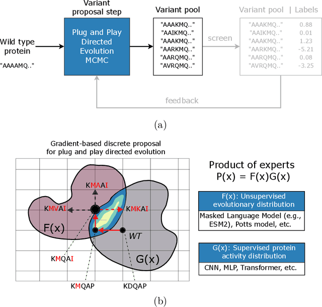 Figure 1 for Plug & Play Directed Evolution of Proteins with Gradient-based Discrete MCMC