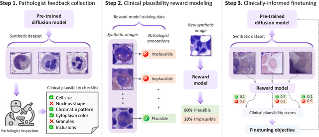 Figure 1 for Aligning Synthetic Medical Images with Clinical Knowledge using Human Feedback