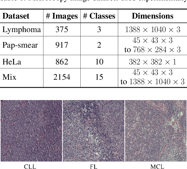 Figure 2 for Multi-domain learning CNN model for microscopy image classification
