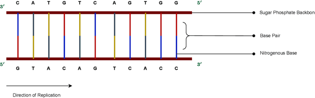 Figure 1 for Classical-to-Quantum Sequence Encoding in Genomics
