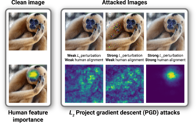Figure 1 for Adversarial alignment: Breaking the trade-off between the strength of an attack and its relevance to human perception