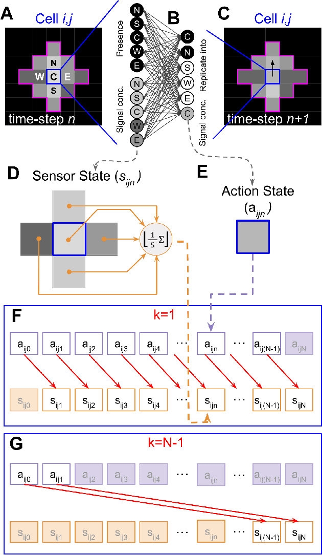 Figure 1 for Selection for short-term empowerment accelerates the evolution of homeostatic neural cellular automata