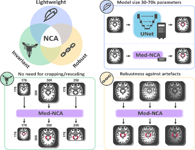 Figure 1 for Med-NCA: Robust and Lightweight Segmentation with Neural Cellular Automata
