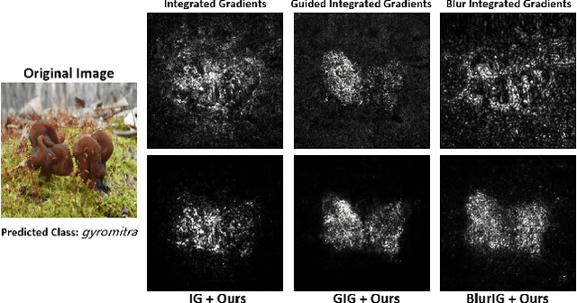 Figure 1 for IDGI: A Framework to Eliminate Explanation Noise from Integrated Gradients