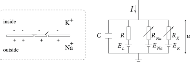 Figure 3 for Splitting physics-informed neural networks for inferring the dynamics of integer- and fractional-order neuron models