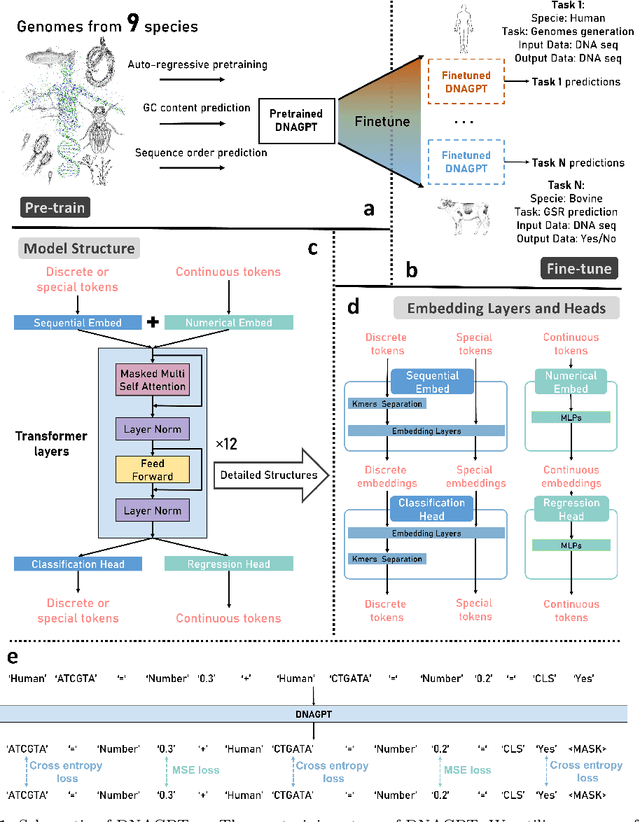 Figure 1 for DNAGPT: A Generalized Pretrained Tool for Multiple DNA Sequence Analysis Tasks