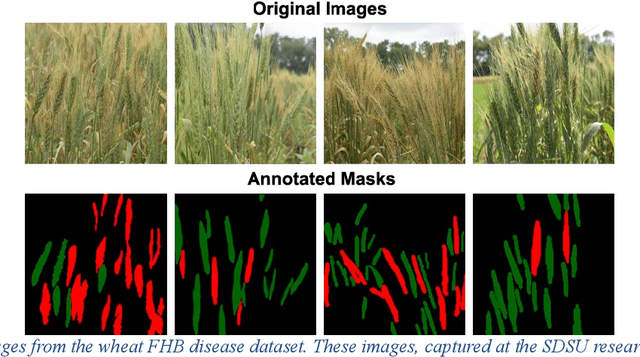 Figure 4 for Improving FHB Screening in Wheat Breeding Using an Efficient Transformer Model