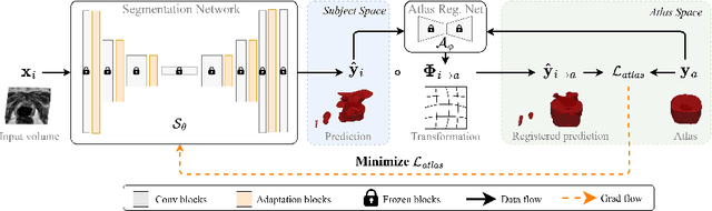 Figure 1 for Pay Attention to the Atlas: Atlas-Guided Test-Time Adaptation Method for Robust 3D Medical Image Segmentation