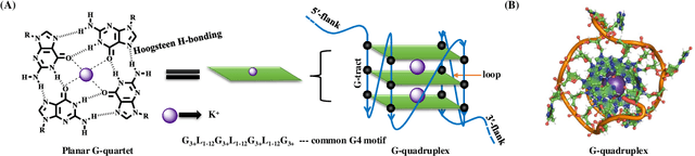 Figure 1 for G4-Attention: Deep Learning Model with Attention for predicting DNA G-Quadruplexes