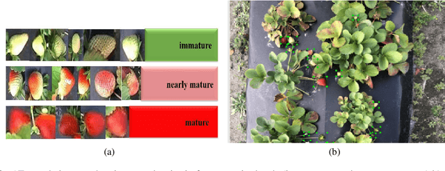 Figure 3 for Real-time Strawberry Detection Based on Improved YOLOv5s Architecture for Robotic Harvesting in open-field environment