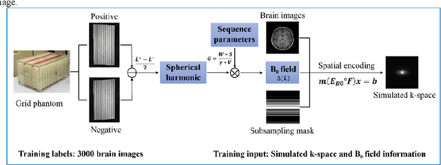 Figure 2 for Image Reconstruction with B0 Inhomogeneity using an Interpretable Deep Unrolled Network on an Open-bore MRI-Linac