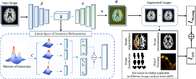Figure 3 for MGAug: Multimodal Geometric Augmentation in Latent Spaces of Image Deformations