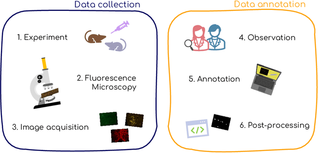 Figure 1 for Fluorescent Neuronal Cells v2: Multi-Task, Multi-Format Annotations for Deep Learning in Microscopy