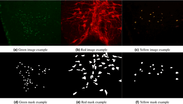 Figure 3 for Fluorescent Neuronal Cells v2: Multi-Task, Multi-Format Annotations for Deep Learning in Microscopy