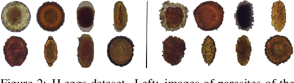 Figure 3 for Linking data separation, visual separation, and classifier performance using pseudo-labeling by contrastive learning