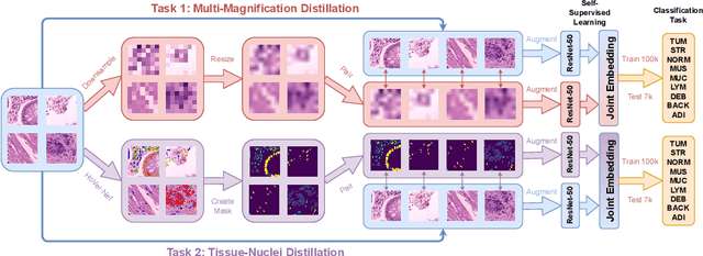 Figure 1 for More From Less: Self-Supervised Knowledge Distillation for Information-Sparse Histopathology Data