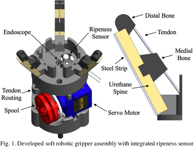 Figure 1 for Tendon-Driven Soft Robotic Gripper with Integrated Ripeness Sensing for Blackberry Harvesting