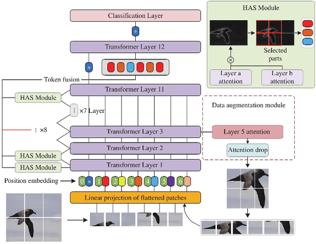 Figure 1 for Data Augmentation Vision Transformer for Fine-grained Image Classification