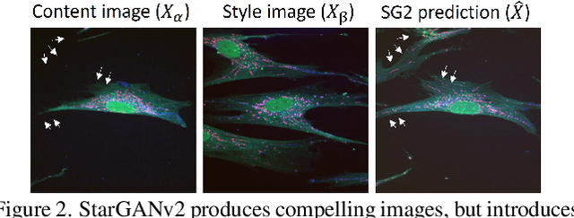 Figure 3 for Out of Distribution Generalization via Interventional Style Transfer in Single-Cell Microscopy
