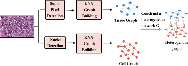 Figure 1 for Heterogeneous graphs model spatial relationships between biological entities for breast cancer diagnosis