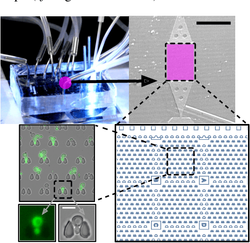 Figure 2 for An Instance Segmentation Dataset of Yeast Cells in Microstructures