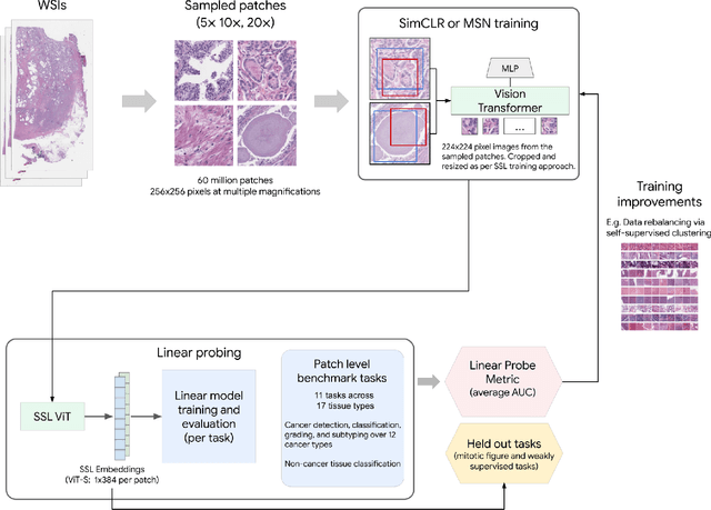 Figure 2 for Domain-specific optimization and diverse evaluation of self-supervised models for histopathology