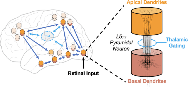 Figure 3 for The feasibility of artificial consciousness through the lens of neuroscience