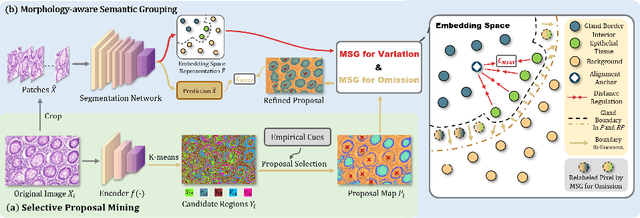 Figure 3 for Morphology-inspired Unsupervised Gland Segmentation via Selective Semantic Grouping