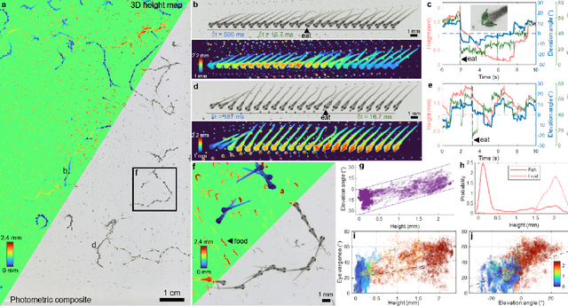 Figure 4 for Parallelized computational 3D video microscopy of freely moving organisms at multiple gigapixels per second