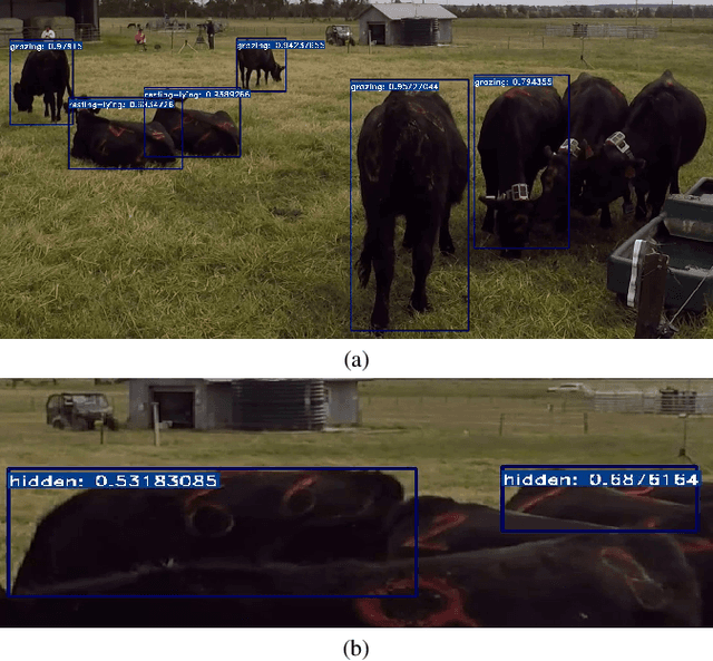 Figure 2 for CVB: A Video Dataset of Cattle Visual Behaviors