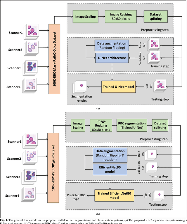 Figure 2 for Deep Learning Segmentation and Classification of Red Blood Cells Using a Large Multi-Scanner Dataset