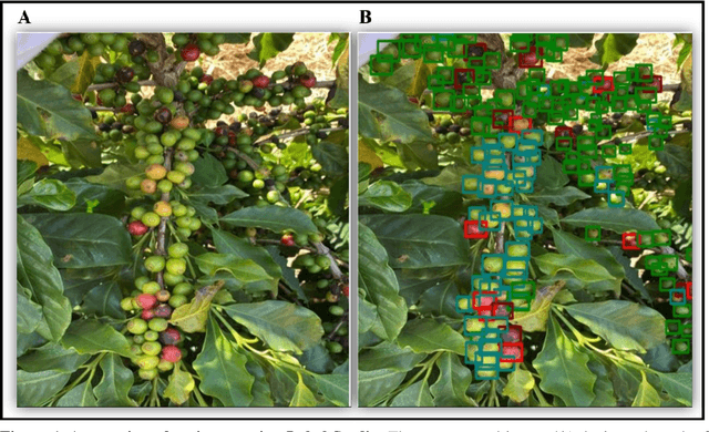 Figure 1 for Computer Vision-Aided Intelligent Monitoring of Coffee: Towards Sustainable Coffee Production