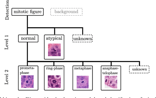Figure 1 for Deep learning-based Subtyping of Atypical and Normal Mitoses using a Hierarchical Anchor-Free Object Detector