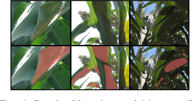 Figure 1 for On the Real-Time Semantic Segmentation of Aphid Clusters in the Wild