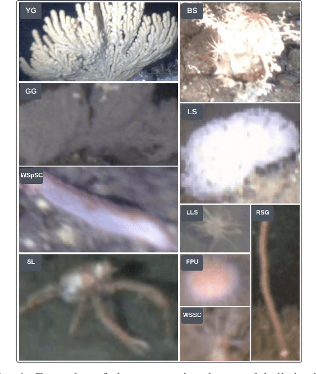 Figure 1 for Context-Matched Collage Generation for Underwater Invertebrate Detection