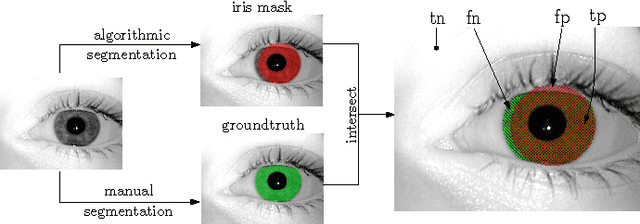 Figure 3 for Experimental analysis regarding the influence of iris segmentation on the recognition rate