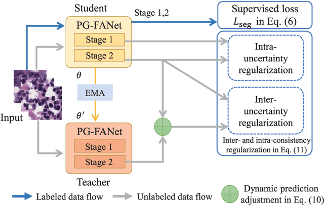 Figure 1 for Inter- and intra-uncertainty based feature aggregation model for semi-supervised histopathology image segmentation