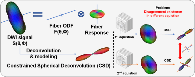 Figure 1 for Robust Fiber ODF Estimation Using Deep Constrained Spherical Deconvolution for Diffusion MRI