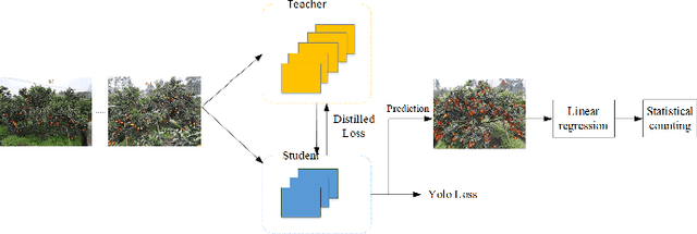 Figure 1 for Yield Evaluation of Citrus Fruits based on the YoloV5 compressed by Knowledge Distillation