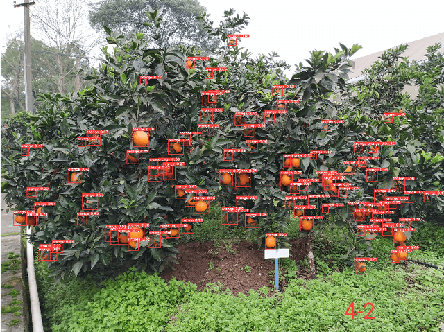 Figure 4 for Yield Evaluation of Citrus Fruits based on the YoloV5 compressed by Knowledge Distillation