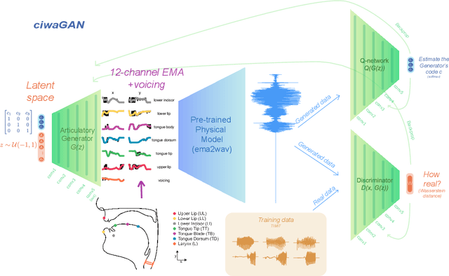 Figure 1 for CiwaGAN: Articulatory information exchange