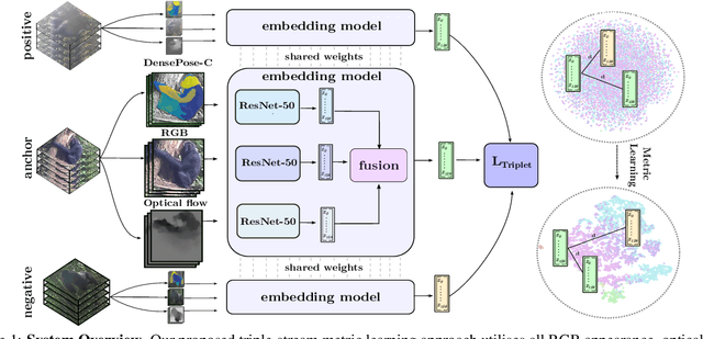 Figure 1 for Triple-stream Deep Metric Learning of Great Ape Behavioural Actions