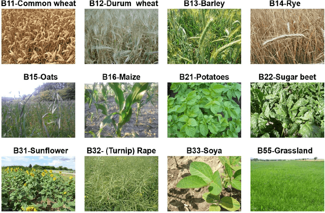 Figure 3 for Crop identification using deep learning on LUCAS crop cover photos