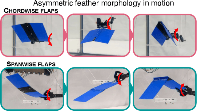 Figure 1 for Control and Morphology Optimization of Passive Asymmetric Structures for Robotic Swimming