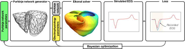Figure 1 for Probabilistic learning of the Purkinje network from the electrocardiogram