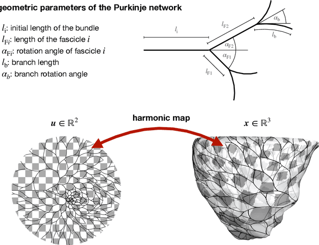Figure 3 for Probabilistic learning of the Purkinje network from the electrocardiogram