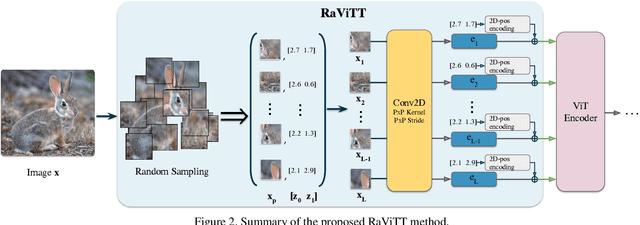 Figure 3 for RaViTT: Random Vision Transformer Tokens