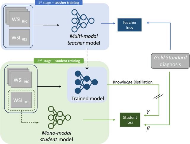 Figure 1 for A vision transformer-based framework for knowledge transfer from multi-modal to mono-modal lymphoma subtyping models